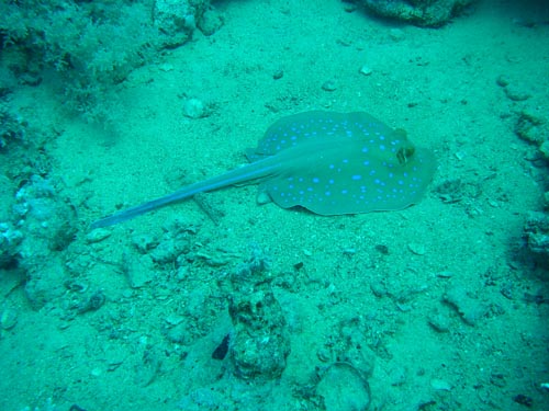 blue spotted stingray 2.jpg